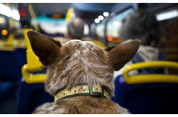 Kedvencünkkel Volán buszon is
