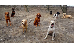 Napközibe megy a kutyám – mire figyelj kutyanapközi választásakor?