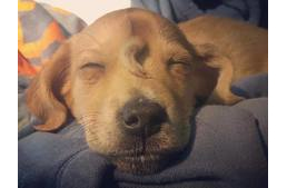 Farokkal a homlokán született a kiskutya - ő az internet új kedvence