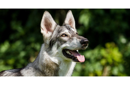 Különleges szánhúzó kutyák segítettek az inuit hódítóknak