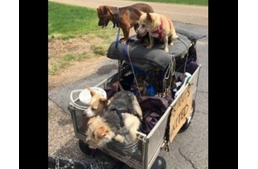 2000 mérföld az új otthonért - 11 mentett kutyával!
