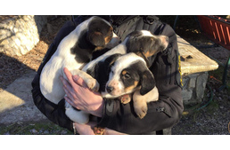 Talpraesett szemtanú buktatott le egy férfit, aki kiskutyákat hagyott az út szélén