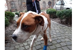 Friss hírek Patrikról, a feldagadt fejű kutyáról