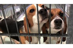 200 állat menekült meg a német horror laborból!