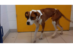 Patrik: Kiengedik a kórházból, gazdikereső lesz!