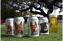 Sörösdobozokon pózolva keresnek gazdát a menhelyi kutyák Floridában