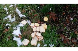 Újabb kutyamérgezések - vigyázzatok kutyáitokra!