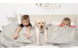 A négylábú barátok még otthonosabbá teszik az otthont