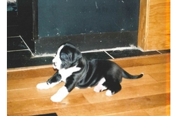 Kistestű kutyát fogadott örökbe - vagy mégsem?