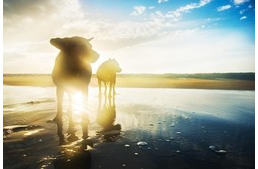 Megható fotók két kutyáról, akik elhunyt barátjukat gyászolják