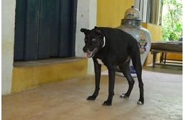 Rövid gerincű kutyák – léteznek, és így gyönyörűek