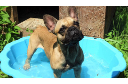 Kutyamedence a forró autó helyett - hűsölést kínál a kutyáknak az osztrák bevásárlóközpont, míg gazdájuk vásárol