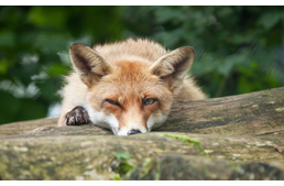 Ebzárlat Szerencsen!