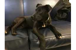 Túlélte az altató injekciót a kölyökkutya - ma már boldog gazdis életet él!