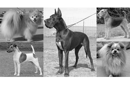 Kutyák a történelemben: a Titanic négylábú utasai