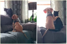 Meghitt videó: a kis beagle és a cica egymást átölelve nézi a madarakat