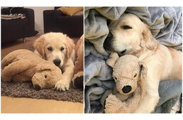 Mindenhova magával viszi plüss hasonmását a tündéri golden retriever