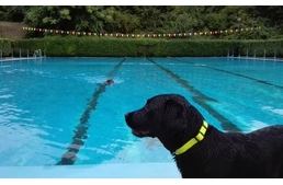 Szezonzáró kutyás bulit tartottak a pécsi strandon
