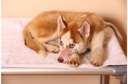 Bántalmazott gyermekeknek segít a megkínzott kutya - jól tudja, mit éltek át