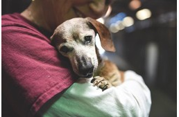 Mindennél jobban vágyott a szeretetre a vak tacskó, aki 18 évesen maradt magára