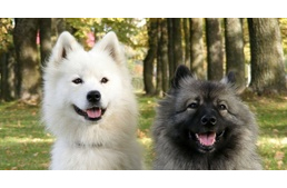 A kutya arckifejezései III. - Szájtartás és mimika