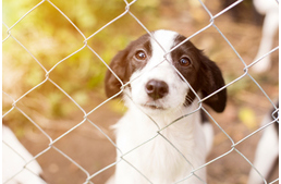 Állatkínzás a hírnévért?