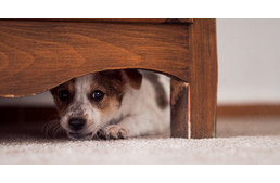 Családon belüli erőszak – kutyára is irányulhat!