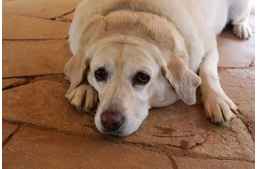 Honnan tudom, hogy túlsúlyos a kutyám és mit tehetek ellene?