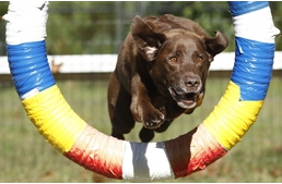 Kutyás sportok –Az agility