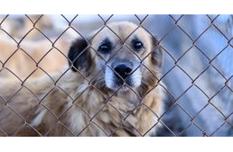 Közös erővel az állatok védelméért: összefogtak a zalai állatvédők a rendőrséggel