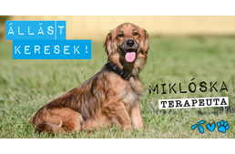 Minden kutyának kell egy jó meló - segítsd álláshoz jutni őket!