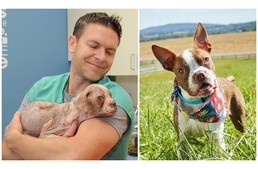 Állatvédelmi törvénynek adott nevet a végletekig elhanyagolt kutya