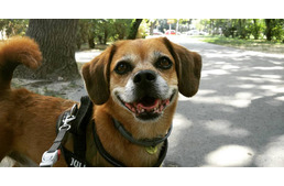 Gyógyíthatatlan a kutyám – hogyan lehetséges ezzel jól együtt élni?