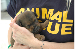 Az állatvédelem más szemszögből