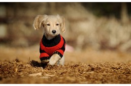 A kutyaruha szezonja