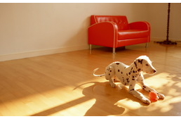 Praktikák - így tartsd tisztán a kutyás lakást!