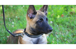 A négylábú kadét, akiért meg fognak őrülni a kutyabarátok