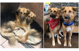 Együtt fogadták örökbe az elválaszthatatlan testvérpárt