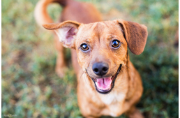 A kutya arckifejezései I. Miről árulkodik a tekintet?