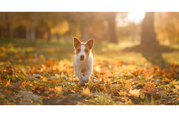 Kirándulás kutyával vadregényes utakon