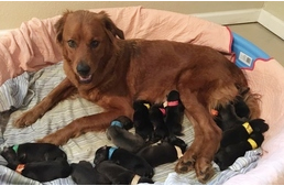 18 kölyöknek adott életet az altatás elől mentett mamakutya