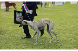 Éhező kutyák a kiállításon? Botrány az FCI körül
