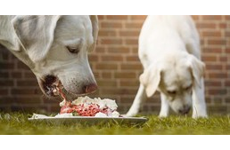 A nyersen etetés alapszabályai