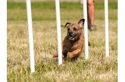 Kutyakiképzés nélkül nincs boldog eb