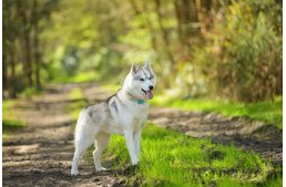 Tavaszköszöntő kutyás programok a hétvégére