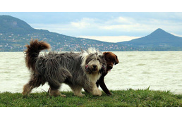 Vége a nyárnak - így változik a kutyás strand nyitvatartása Fonyódon