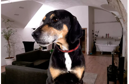 Árva kutyák kampányolnak az Airbnb-n
