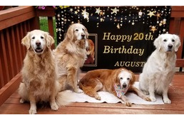 Így ünnepelte 20. születésnapját a világ legidősebb Golden Retrievere