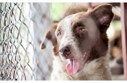 Újabb győzelem! Balin betiltották a kutyahús-kereskedelmet!