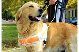 Ismétlés a tudás anyja